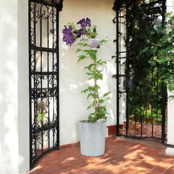 Clematis Warszawska Nike Plants By Post