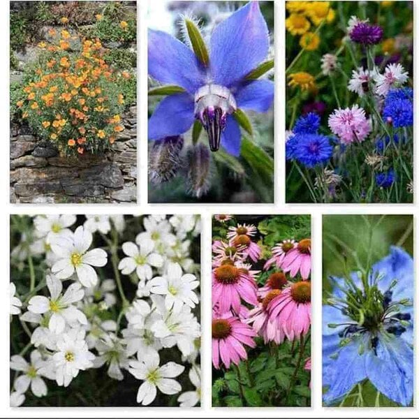 DamavandPro Pollinator Power Mix Wildflower Seeds: Pollinator Mix