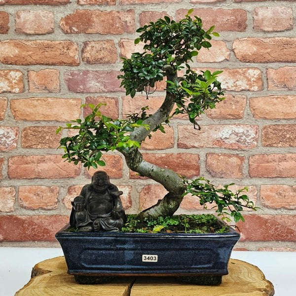 Yorkshire Bonsai Chinese Elm (Ulmus Parvifolia) Bonsai Tree | Shaped | In 25cm Pot