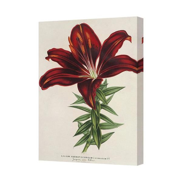 Benjamin Tate Design Red Lily Botanical Canvas Wall Art Print Vintage Illustration