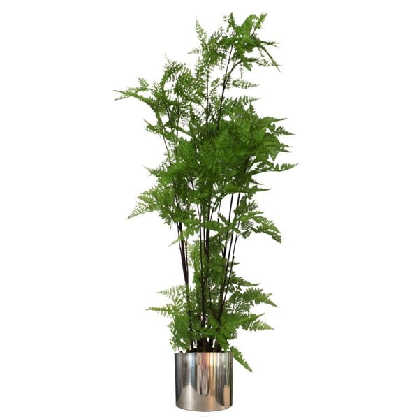 Leaf 150cm Artificial Natural Extra Large Fern Foliage Plant with Silver Metal Plater