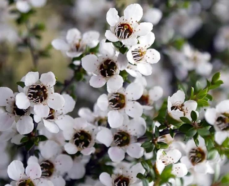 Direct Plants Leptospermum Leonard Wilson 3ft Large Evergreen Shrub Garden Plant