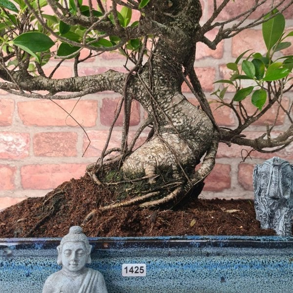 Ficus Microcarpa (Banyan Fig) Large Indoor Bonsai Tree | Shaped | In 35cm Pot - Yorkshire Bonsai