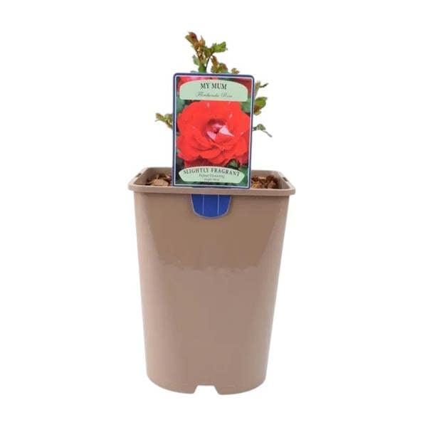 My Mum Rose Bush 5.5L Pot - Repeat Flowering Patio Rose Plants By Post