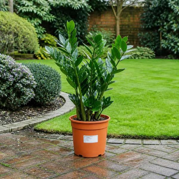 Zamioculcas Zamiifolia ZZ Plant 21cm Pot 5Ltr Easy Care Indoor Houseplant