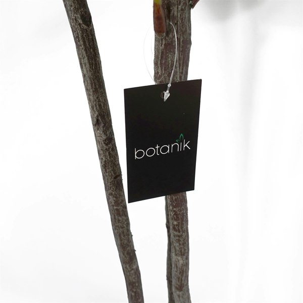 Botanik 150cm Premium Artificial Fiddle Fig Tree