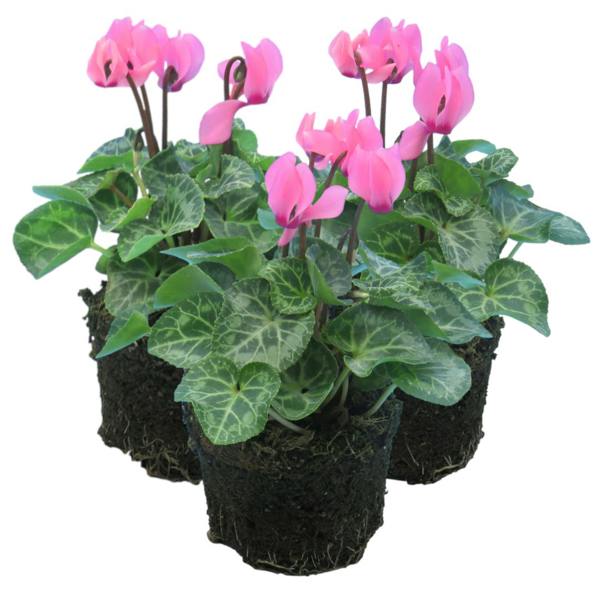 Cyclamen Salmon 10.5cm Pot Pack of 3 & 6 Flowering Outdoor Plants Plants By Post