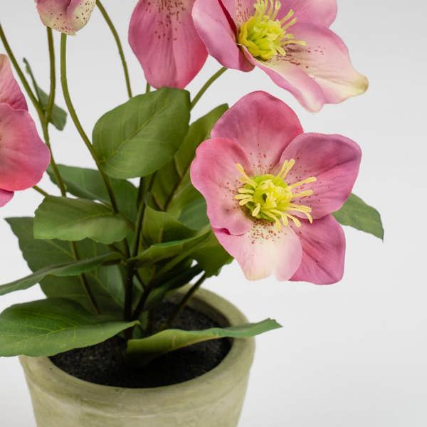 Scottish Everlastings 34cm Pink Hellebore Plant