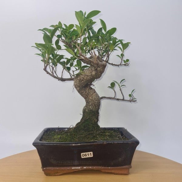 Ficus Microcarpa (Banyan Fig) Indoor Bonsai Tree | Shaped | In 20cm Pot