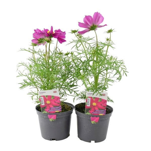 Cosmos Violet