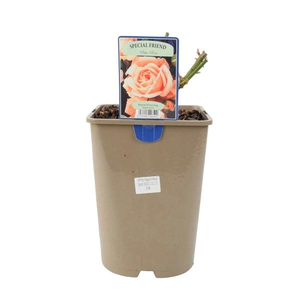Rose Special Friend Bush 5.5L Plants By Post