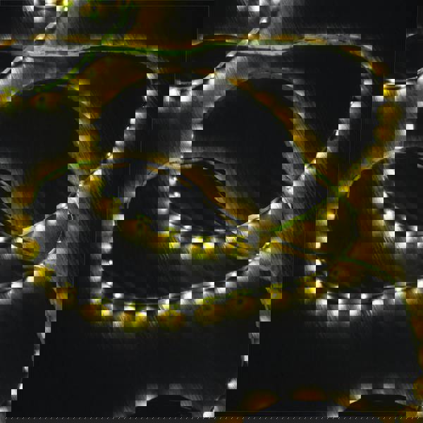 Eagle Yellow Led Tape Light 2X5M