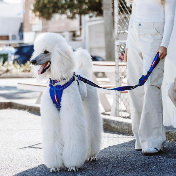 EzyDog Essential Zero Shock Dog Lead in Blue