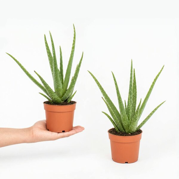 Aloe Vera Plant 12cm Pot for Indoors - Medicinal Houseplant - Nursery Pot - 2