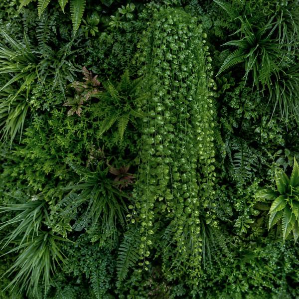 Artificial Hanging String of Pearls Bush 80cm
