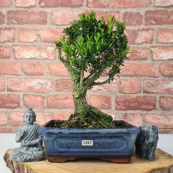 Boxwood (Buxus Harlandii) Bonsai Tree | Broom | In 20cm Pot