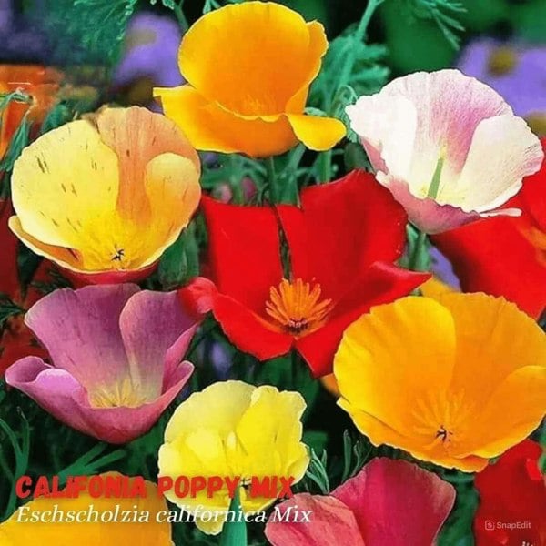 California Poppy Mix Seeds