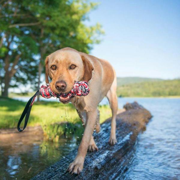 EzyDog Beaver Tail Floating Dog Toy