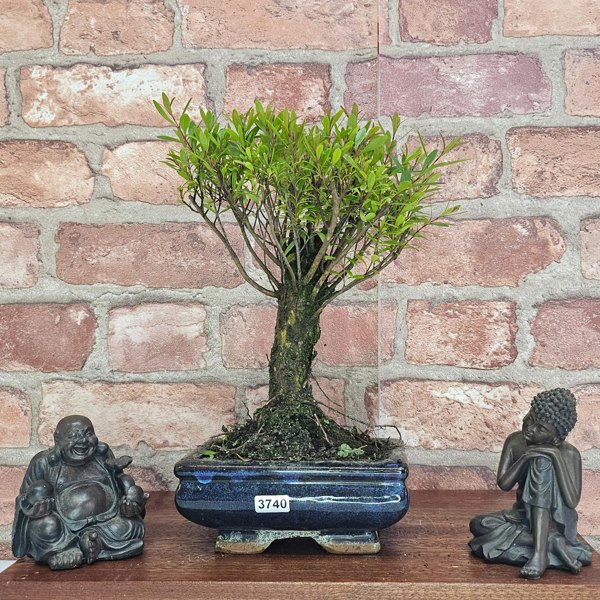 Yorkshire Bonsai Brush Cherry (Syzygium) Bonsai Tree | Broom | In 15cm Pot