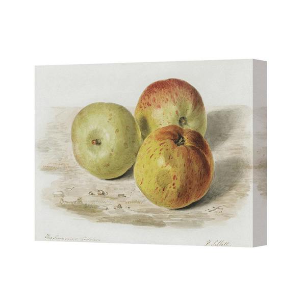 Benjamin Tate Design Apple Still Life Canvas Print Vintage Fruit Artwork