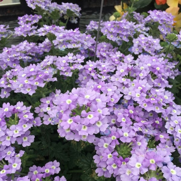 Verbena Lanai Blue Eyes 9cm In Recyclable Pots x 3 Plants plants by post