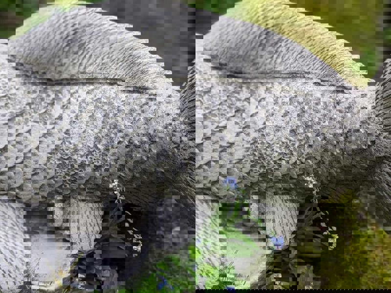 Koi Carp Fish Garden Ornament