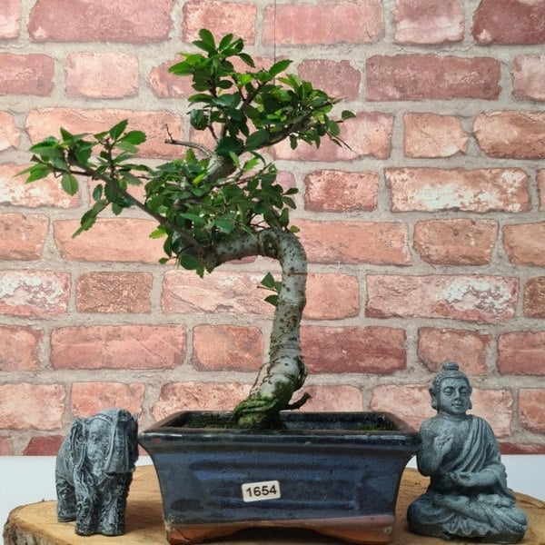 Chinese Elm (Ulmus Parvifolia) Bonsai Tree | Shaped | In 15cm Pot - Yorkshire Bonsai