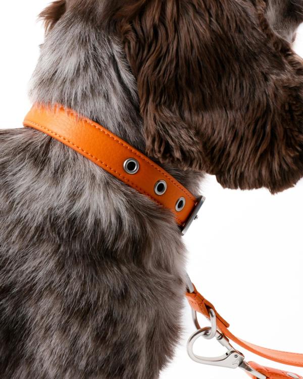 Barc London Mandarin Orange Dog Collar & Lead Set