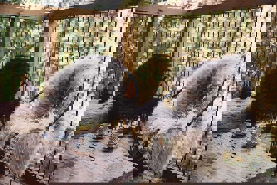 Icelandic Sheepskin | Long Wool | 120+ cm