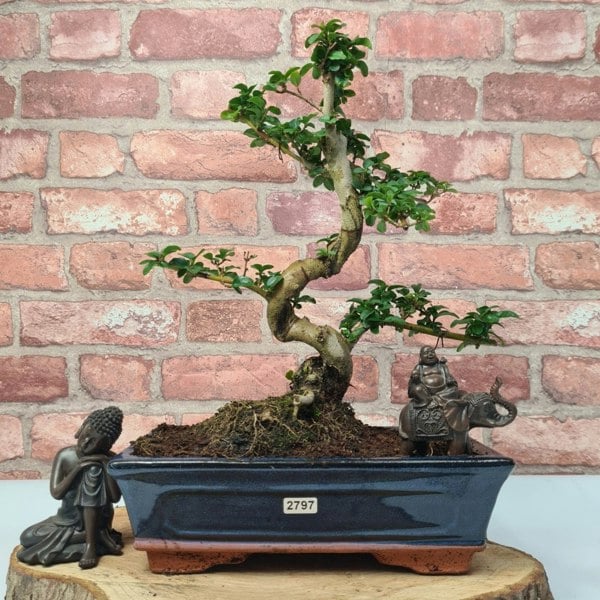 Chinese Privet (Ligustrum Sinense) Bonsai Tree | Shaped | In 25cm Pot - Yorkshire Bonsai