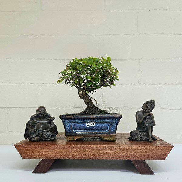 Yorkshire Bonsai Bird Plum (Sageretia) Bonsai Tree | Broom | In 15cm Pot