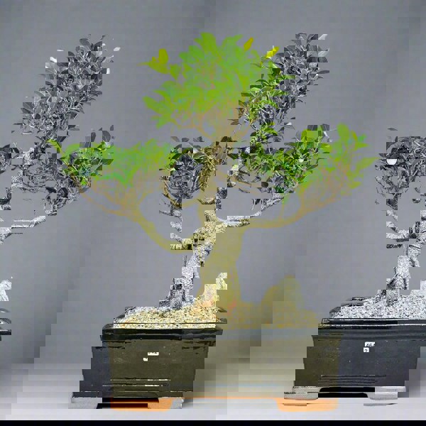 Yorkshire Bonsai Ficus Microcarpa (Banyan Fig) Large Indoor Bonsai Tree | Shaped | In 35cm Pot