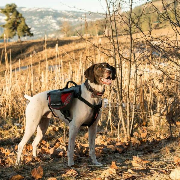EzyDog Summit 2in1 Backpack and Harnesss