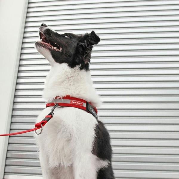 EzyDog UpFront D-ring Harness Attachment