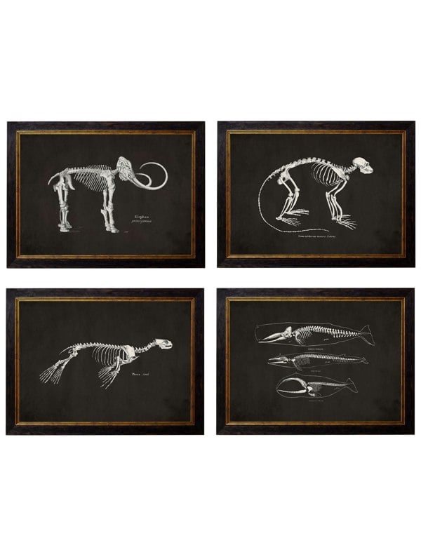 Exceptional Art c.1870 Anatomical Skeletons - Dark