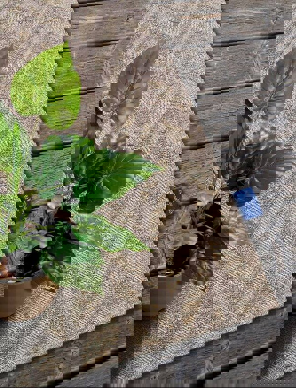 The Rugs Indoor-Outdoor Chevron Design Rug