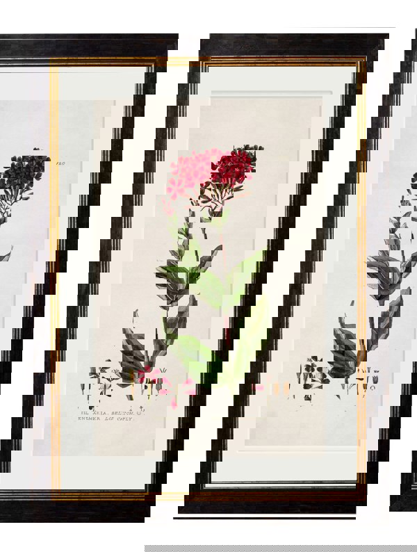 Exceptional Art c.1837 British Flowering Plants