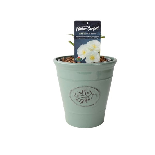 Rose Flower Carpet White 4L Plants By Post