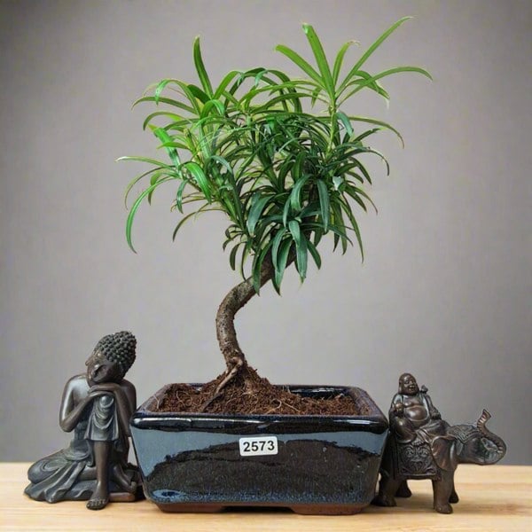 Yorkshire Bonsai Buddhist Pine (Podocarpus Micro) Bonsai Tree | Shaped | In 15cm Pot