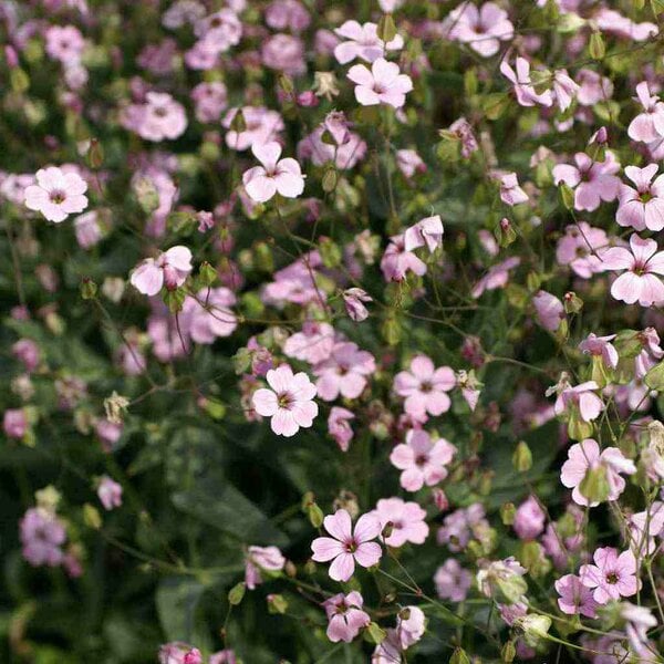 10G Gypsophila Elegans Rose Seeds: Pink Baby’s Breath