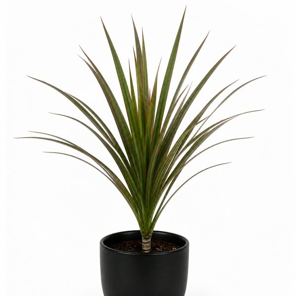 Dracaena Marginata Dragon Tree - 12cm Tropical Houseplant - Matt Black Ceramic Pot - 1