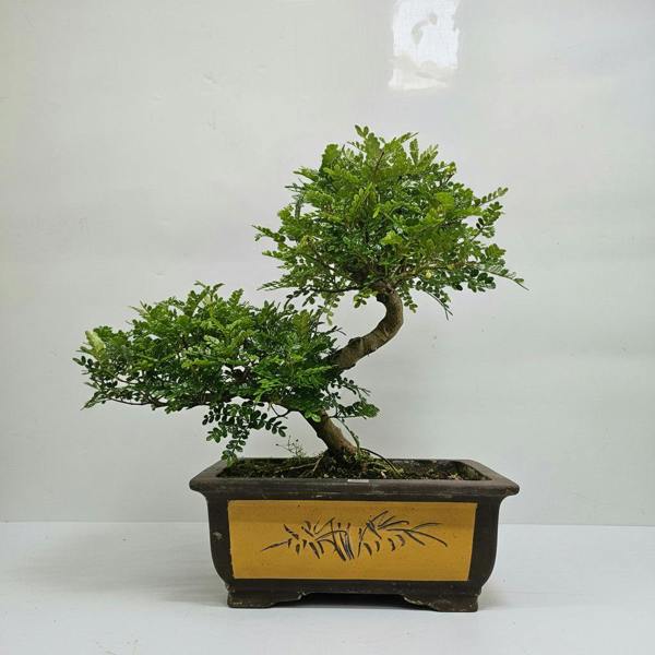 Yorkshire Bonsai Chinese Pepper (Zanthoxylum Pipertum) Bonsai Tree | Shaped | In 35cm Pot | 5363
