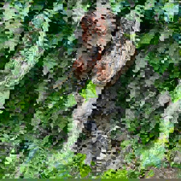 Special Limited Coloured Edition Large Cherub Statue 'Winter'