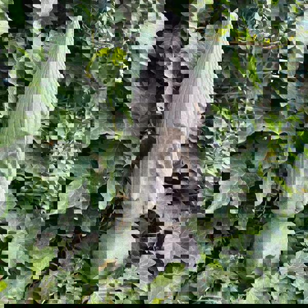 Medium Sized Easter Island Moai Pierced Tiki Head