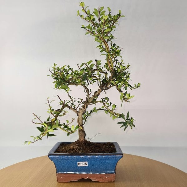 Japanese Holly (Ilex Crenata) Bonsai Tree | Shaped | In 15cm Pot