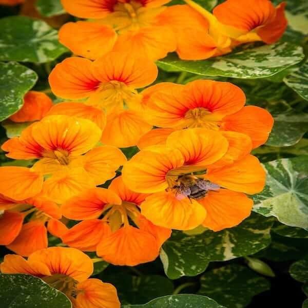 climbing nasturtium