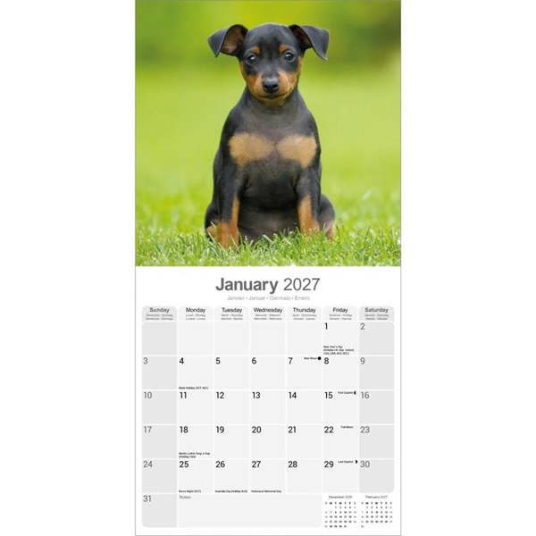 Miniature Pinscher Calendar 2027, Wall Calendars, Month To View, Dogs, Gift