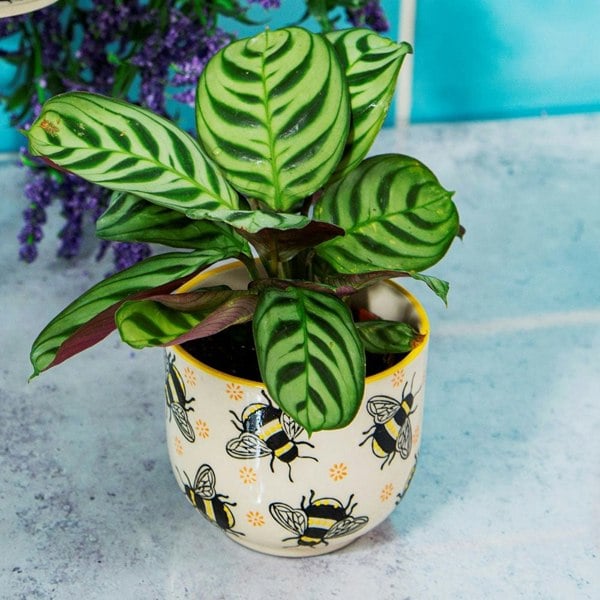 Busy Bees Small Planter