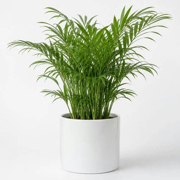 Chamaedorea Elegans Parlour Palm 2L – Elegant Tropical Indoor Houseplant - Sofia Glossy White Ceramic