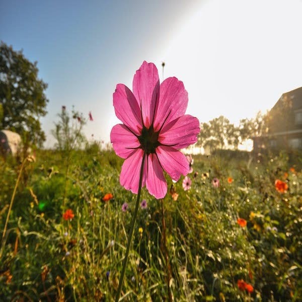 10 kg wild flower This caption refers to a quantity of 10 kilograms of wild flower seeds. The wild flowers featured in this image are being sold in a bulk amount of 10 kilograms. Premium 10kg wildflower seed blend